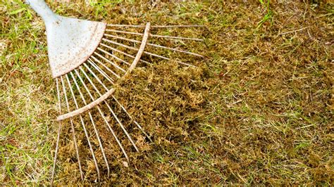 How to scarify a lawn: expert tips for a professional finish | Homes ...