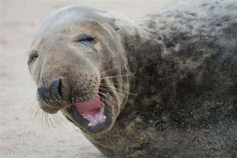 Lisa's World: 30 Amusing Photos Of Seals Who Can’t Contain Their Laughter