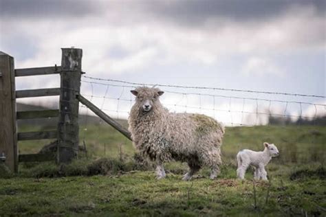 Sheep Fence, Goat Fencing, Ring Lock, Hinge Joint or Fixed Knots Styles