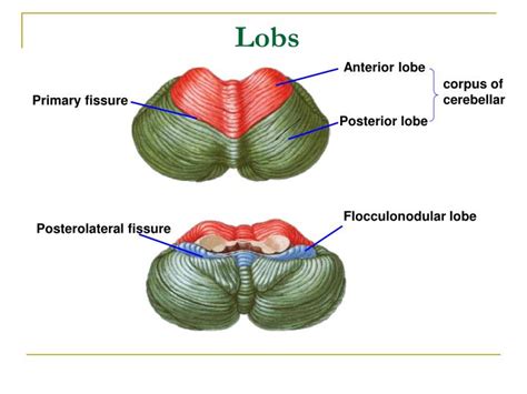 PPT - The Cerebellum PowerPoint Presentation - ID:240040