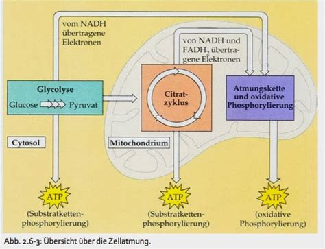 Biologie 1: Die Zellatmung (ausführlich)