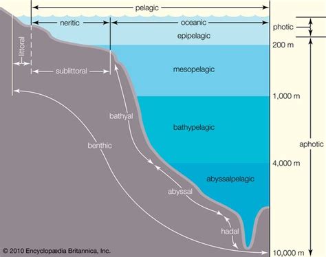 Temporary plankton | biology | Britannica