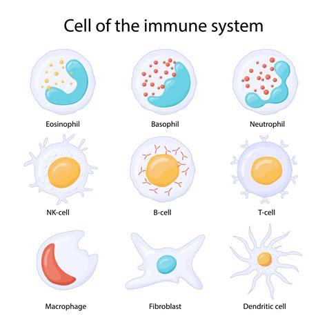 cells of the immune system. Leukocytes or white blood cells Eosinophils, neutrophils, basophils ...