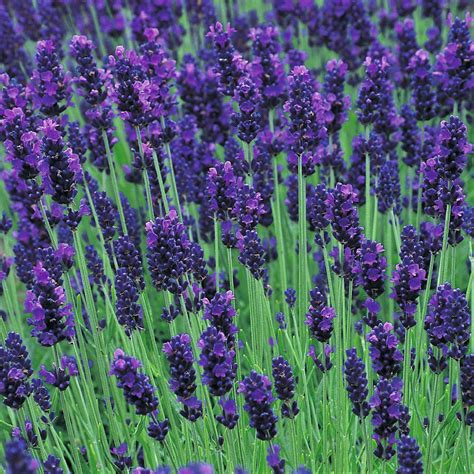 English Lavender. | Mosquito repelling plants, Mosquito plants, Cottage garden plants