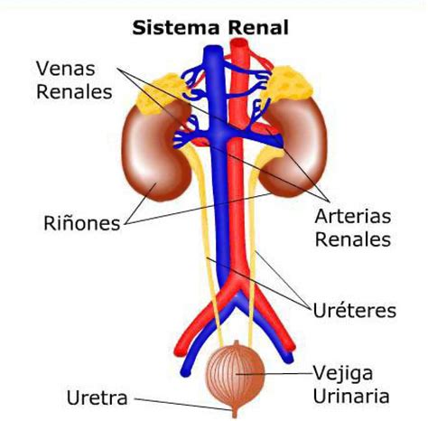 Digestive System Diagram and Renal Anatomy