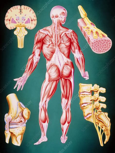 Illustration of human muscle and movement systems - Stock Image - P150/0003 - Science Photo Library