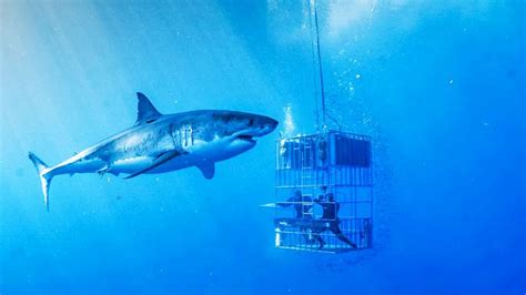 Top 5 Places To Go Cage Diving with Great White Sharks in San Diego ...