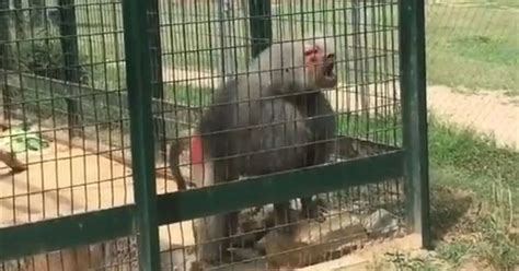 Angry monkey throws poo in little girl's face during family day out to zoo - World News - Mirror ...