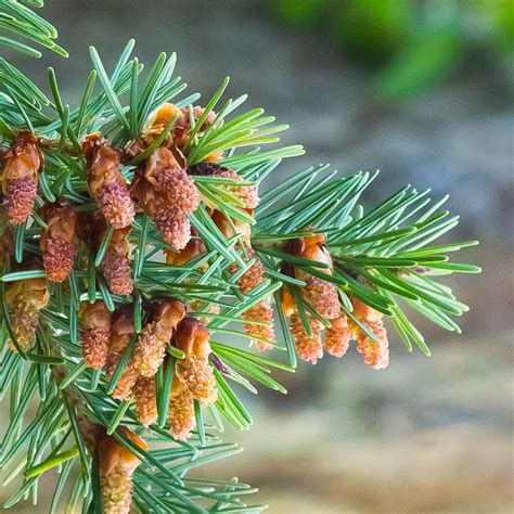 What are female cones and male cones? — Trees Pacific Northwest