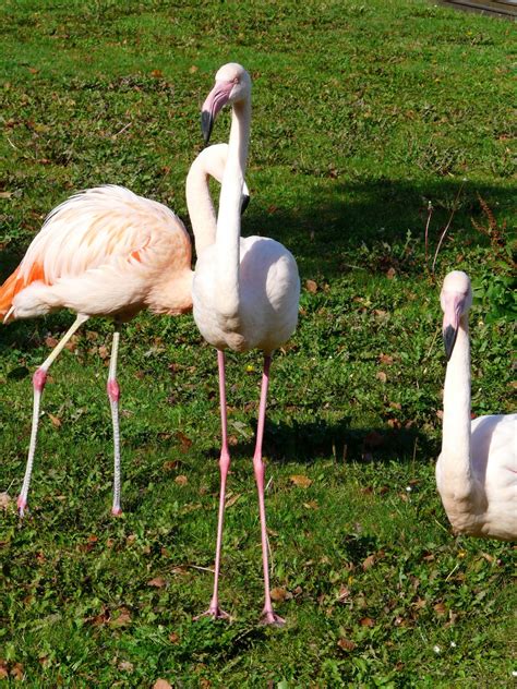 Free Images : wing, view, wildlife, beak, fauna, close up, birds, long, flamingo ...