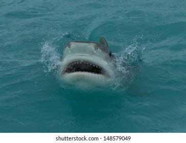 Tiger Sharks Tiger Beach Bahamas Stock Photo 148579049 | Shutterstock