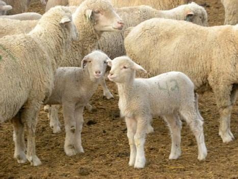 Understanding Fall Lambing | OSU Sheep Team