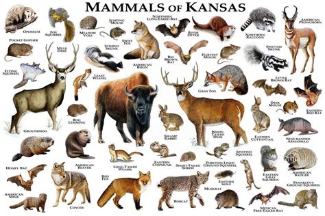 Mammals Of Kansas Print - Kansas Mammals Field Guide - Animals Of Kansas – Poster | Canvas Wall ...