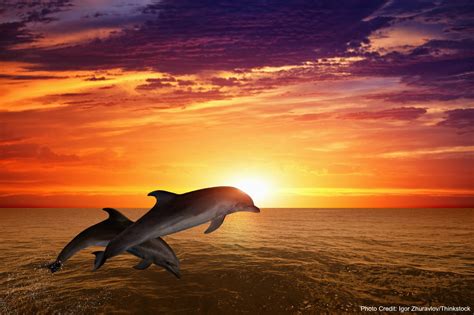 Will You See Dolphins on a Fort Myers Sunset Cruise?