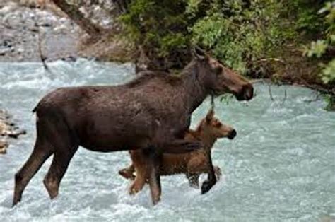 10 Interesting Moose Facts | My Interesting Facts