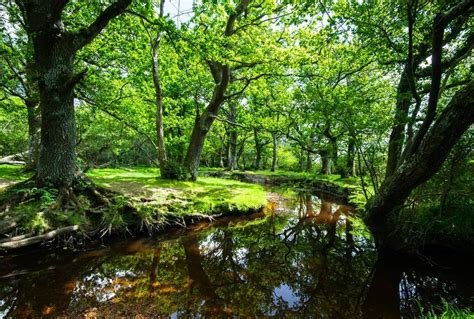 The New Forest - Naturetrek