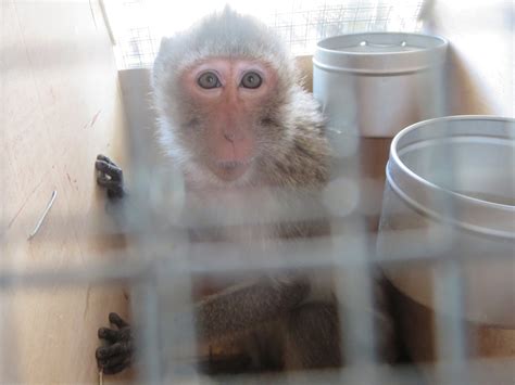 Row erupts over 1,000 lab-test monkeys that may be…