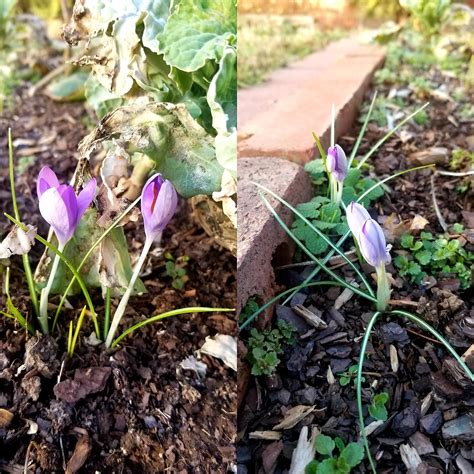 wild purple snow crocus, the very first sign of spring in central kentucky. : r/gardening