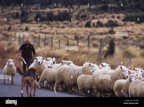 Sheepdog herding sheep hi-res stock photography and images - Alamy