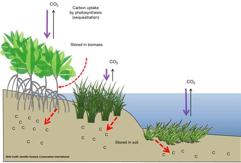 Blue Carbon Science & Projects ~ Restore America's Estuaries