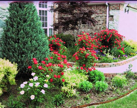 Knockout Roses at my front door | Knockout roses, Rose garden design ...