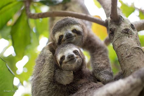 Cuddling Sloth Wallpapers - Wallpaper Cave