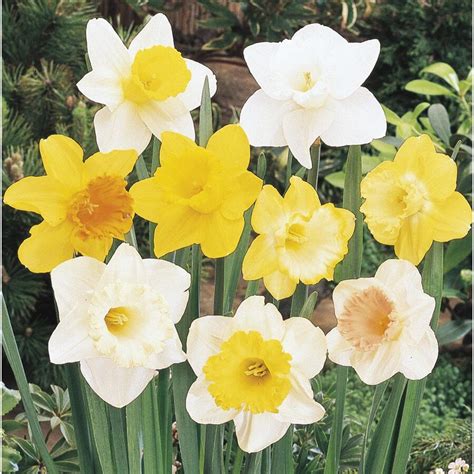 Shop 1.25 Quart(S) Daffodil Bulbs at Lowes.com