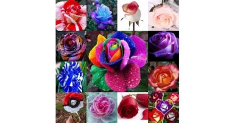 Rose Seeds Packs: Buy Rose Seeds Online at low price on PlantsGuru.com