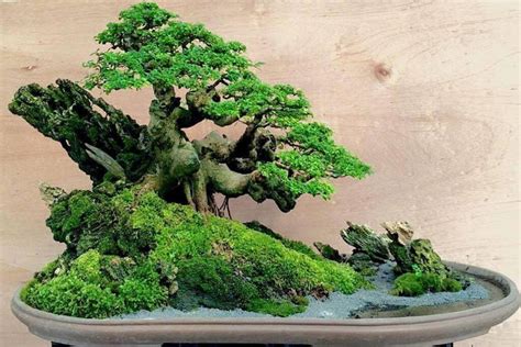 Penjing Bonsai - History, Style, and How to Make