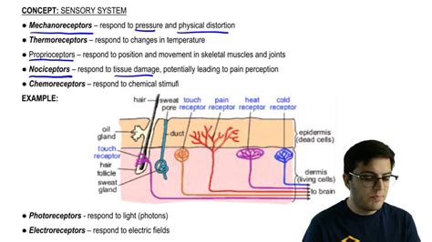 Sensory Receptors Diagram