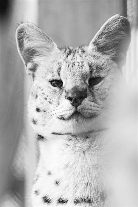 Albino Serval