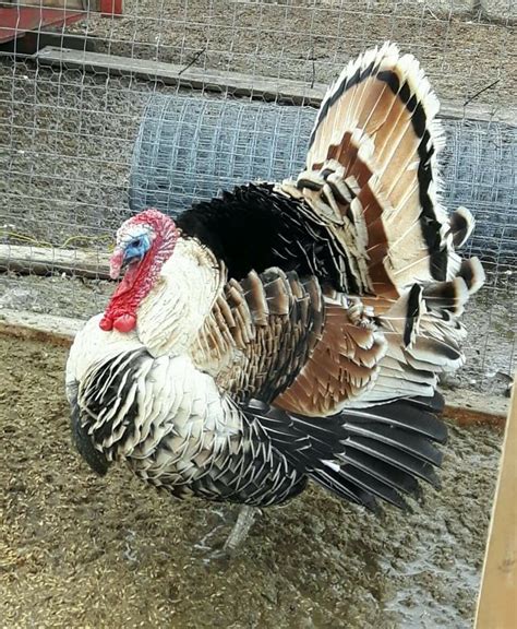 Pujpuj | Turkey breeds, Pet turkey, Chickens backyard