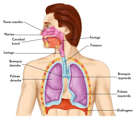 La respiración. Aparato respiratorio | C. DEL MEDIO 6º PRIMARIA | Human respiratory system ...