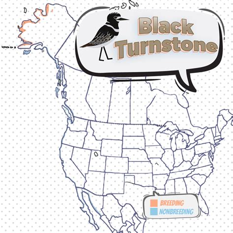 Black Turnstone - Bird Watching Academy