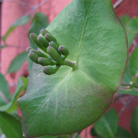 European Honeysuckle (Lonicera periclymenum) seeds