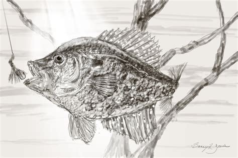 Crappie Time Drawing by Barry Jones - Fine Art America