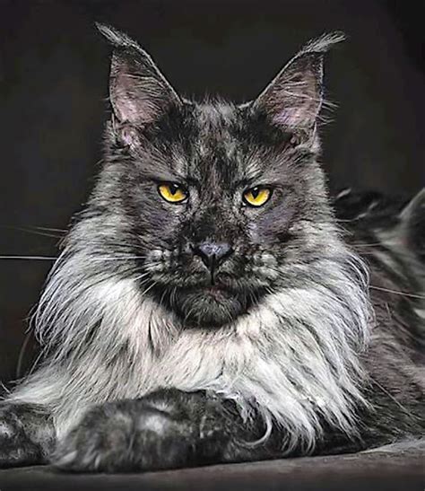 No part of a Maine Coon cat should be exaggerated