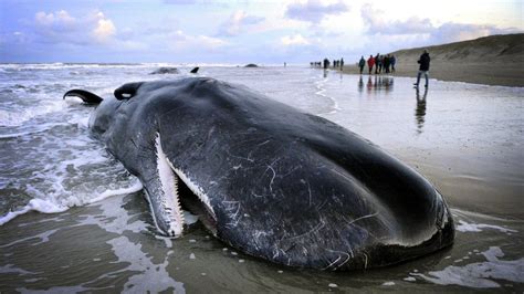 Why do sperm whales wash up on beaches? - BBC News