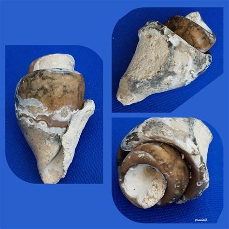 Fossilized Shell | Tampa bay florida, Fossil, Shells