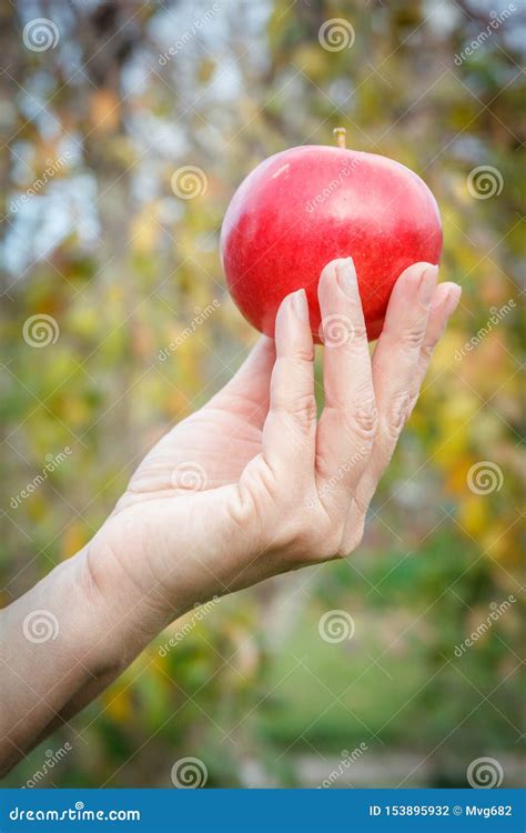 Woman`s Hand Holding Red Apple Against the Natural Background Stock Photo - Image of healthy ...