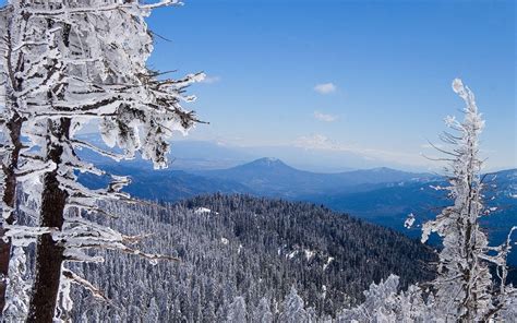 Winter Forest Desktop Wallpapers - Top Free Winter Forest Desktop ...