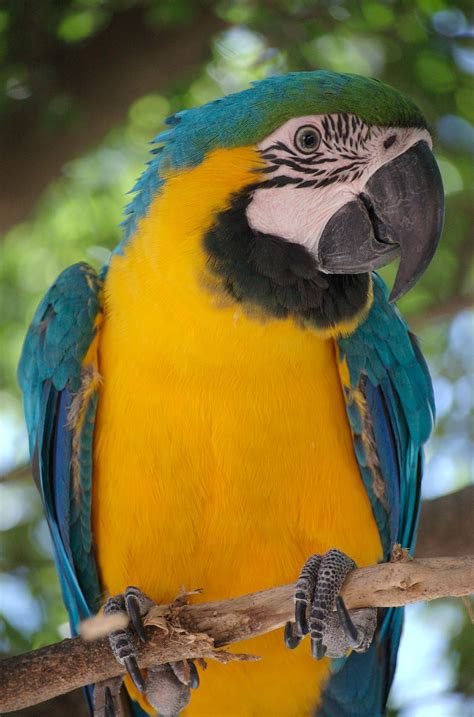 Pretty Birds, Beautiful Birds, Animals Beautiful, Macaw Parrot, Parrot Bird, Parrot Pet, Parrot ...