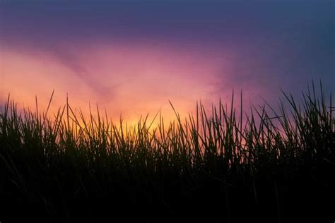 Grass Silhouette Stock Photos, Images and Backgrounds for Free Download