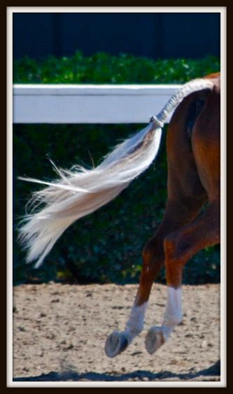 Horse Tail Extension