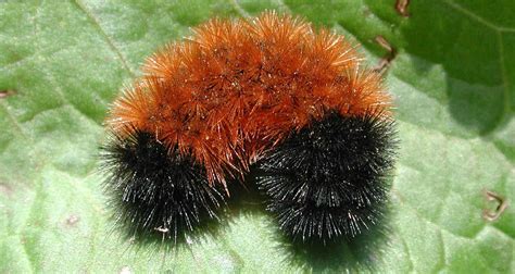 How Did A Woolly Bear Caterpillar Become A Weather Forecaster? - Farmers' Almanac - Plan Your ...