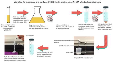 Protocol for DHFR-His-6x Protein Expression – BBS OER Lab Manual