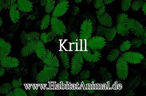 Krill: Hábitat, que come, Reproducción y características