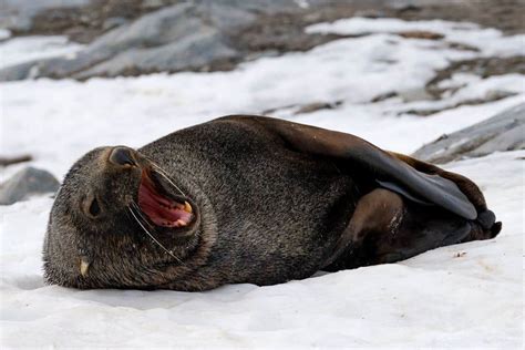 Yawning-Sea-Lion-Antarctica - NOMADasaurus Adventure Travel Blog