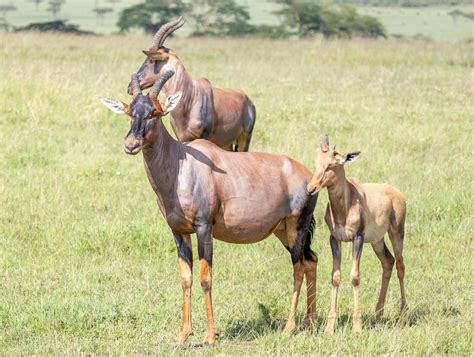 Masai Mara Safari Photos, Download The BEST Free Masai Mara Safari ...