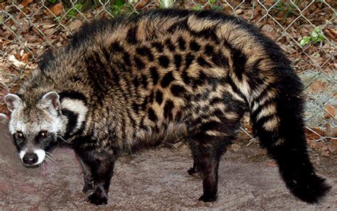 African Civet Facts, Habitat, Diet, Musk, Life Cycle, Baby, Pictures